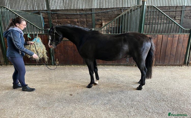 Welsh Section B horses - Advert 11
