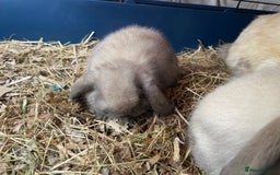 Mini Lop rabbits for sale: Pure bred mini lop rabbits - Image 10