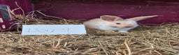 Mini Lop rabbits for sale: Bunnies looking for new homes - Advert 7