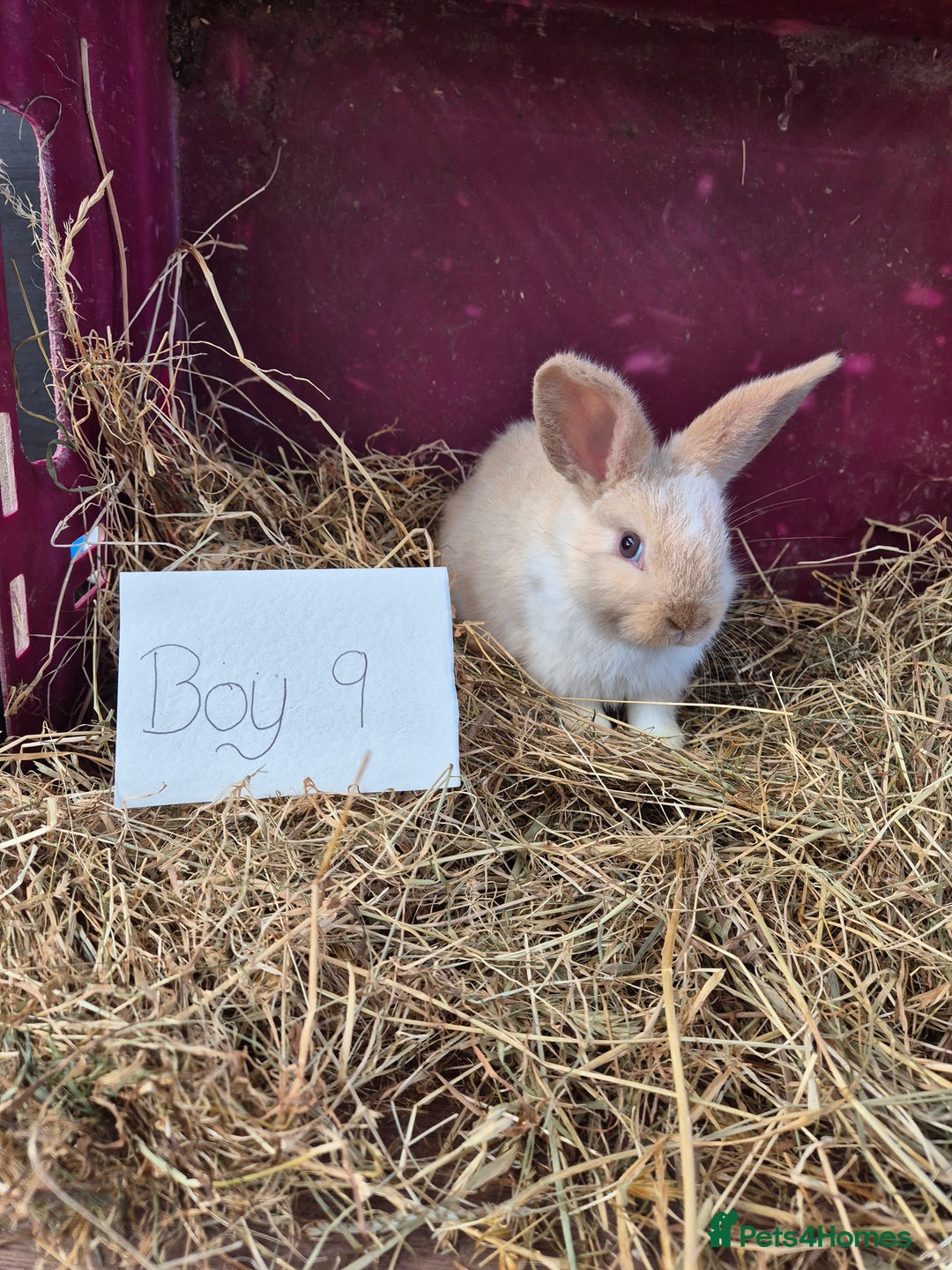 Mini Lop rabbits for sale: Bunnies looking for new homes - Advert 7