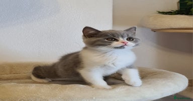 British Shorthair cats - Advert 3