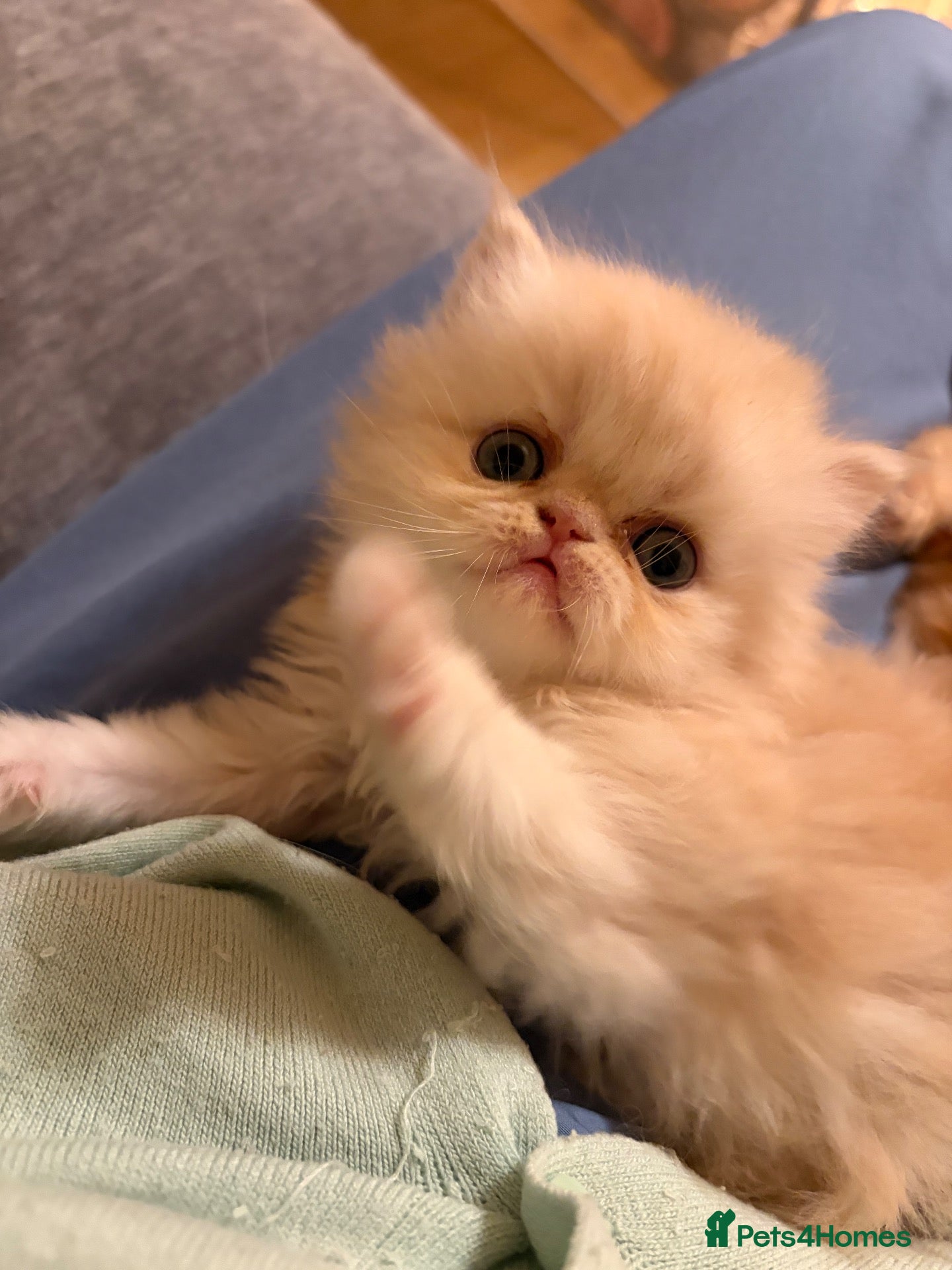 Persian cats for sale: Pure bred   **  cream shaded Persian kitten  - Advert 5