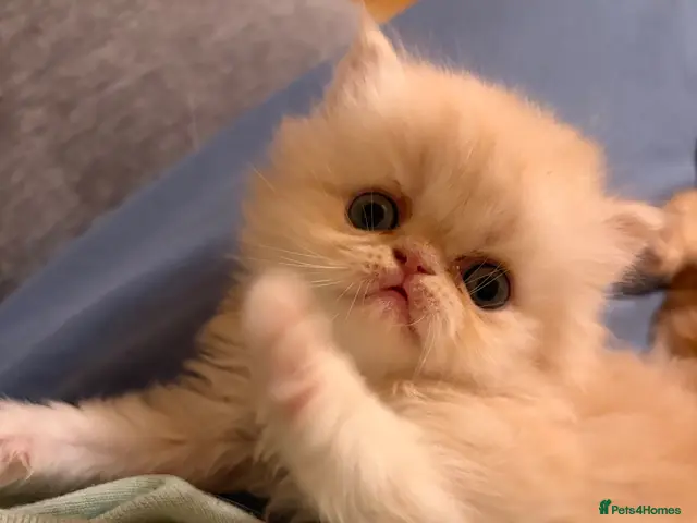 Persian cats for sale: Pure bred ** cream shaded Persian kitten - Advert 8