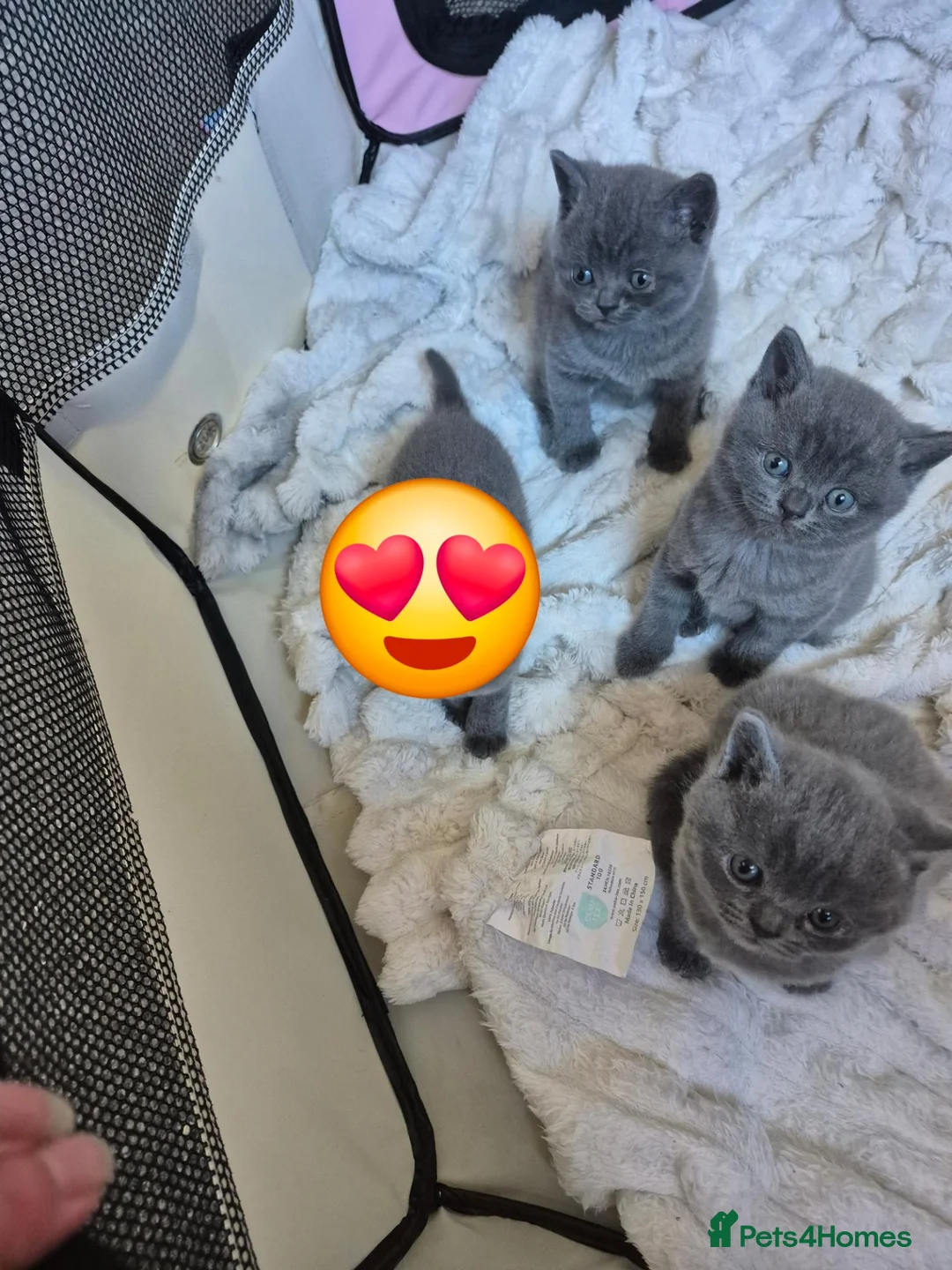 British Shorthair cats for sale: Here I have 3 beautiful british short kittens - Advert 6