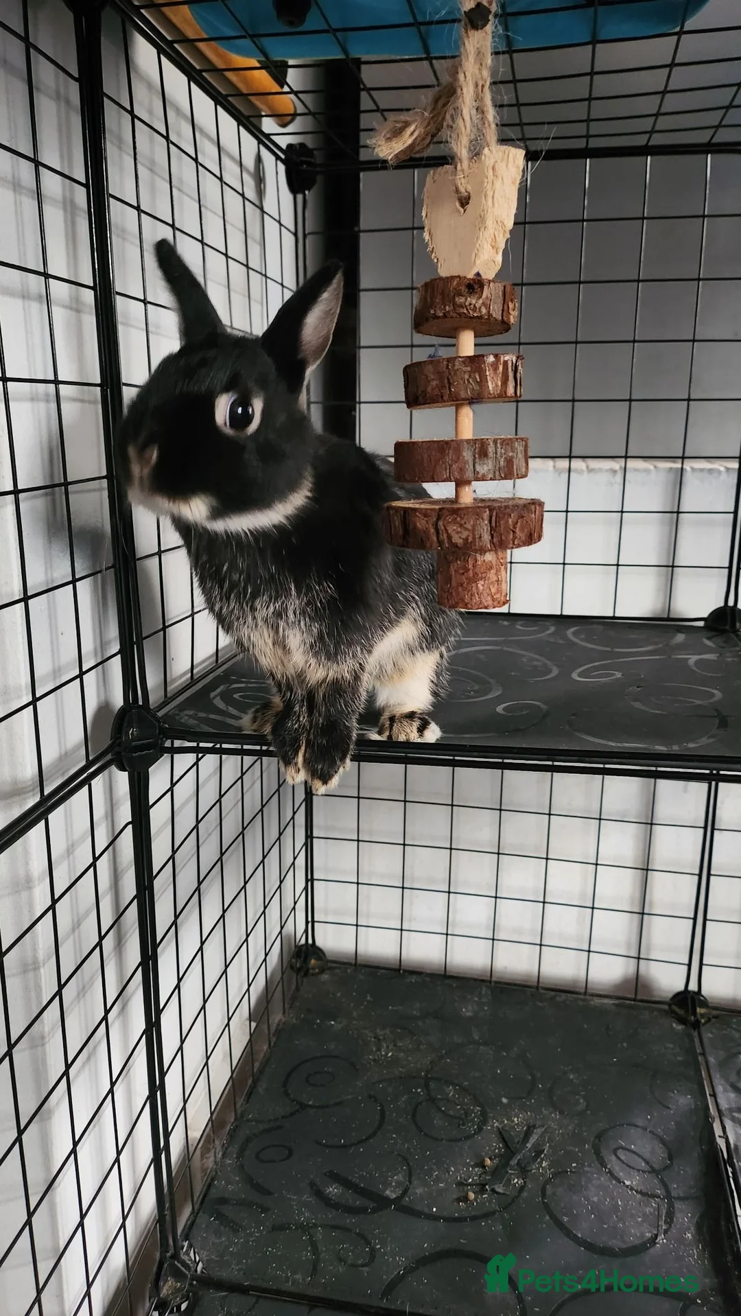 Netherland Dwarf rabbits for sale: 2 Dwarf Netherlands  in Cannock - Advert 10