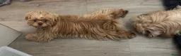 Shih Tzu dogs for sale: Prince and Toast Shih Tzu 8 months old  - Advert 11