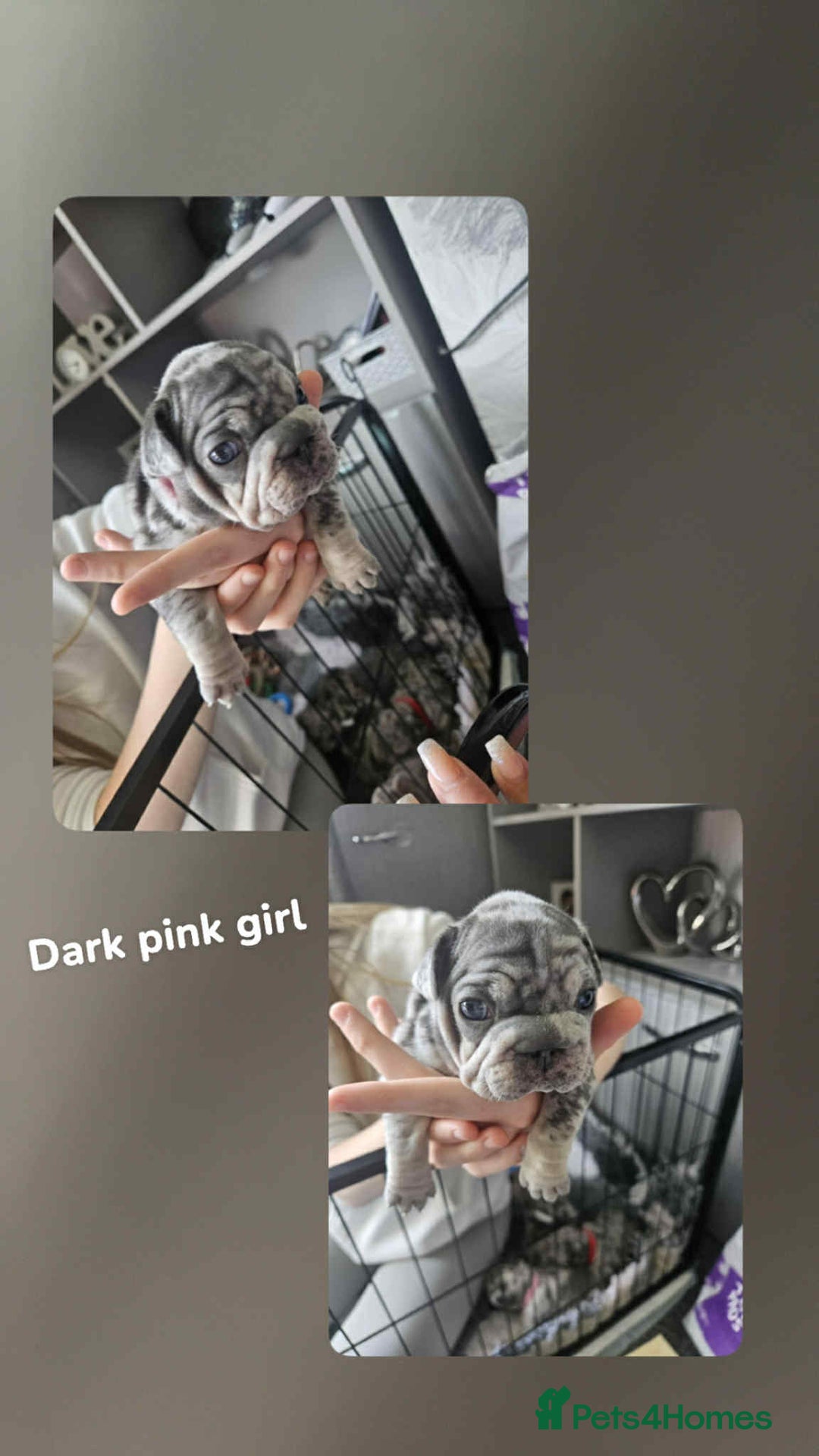 French Bulldog dogs for sale:  Beautiful french bulldog puppies for sale - Image 5