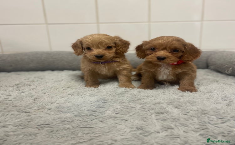 Cockapoo dogs - Advert 8