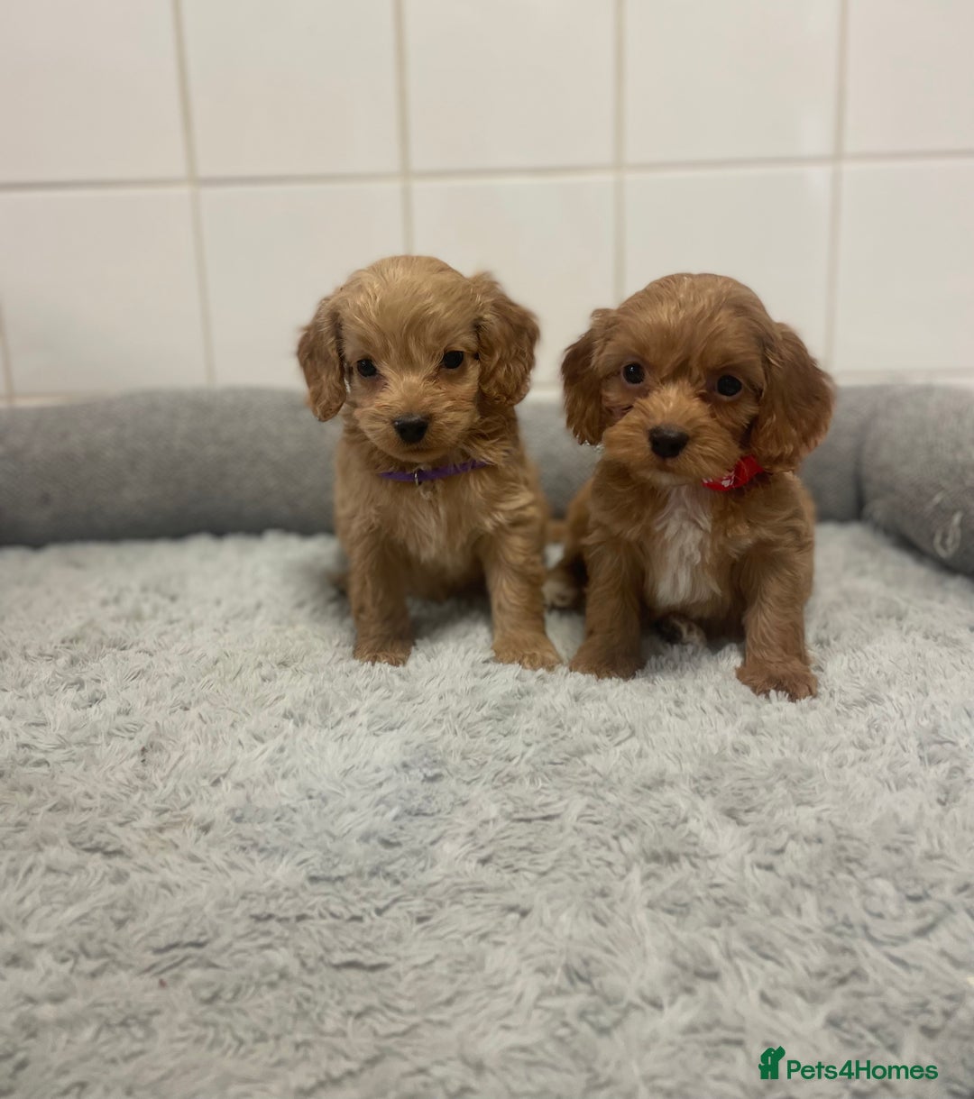 Cockapoo dogs for sale: Beautiful pra clear cockapoo puppy’s  - Image 1