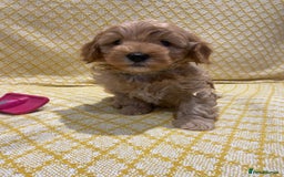 Maltipoo dogs for sale: 💖BEAUTIFUL LICENSED-BRED MALTIPOOS 💖 - Image 10