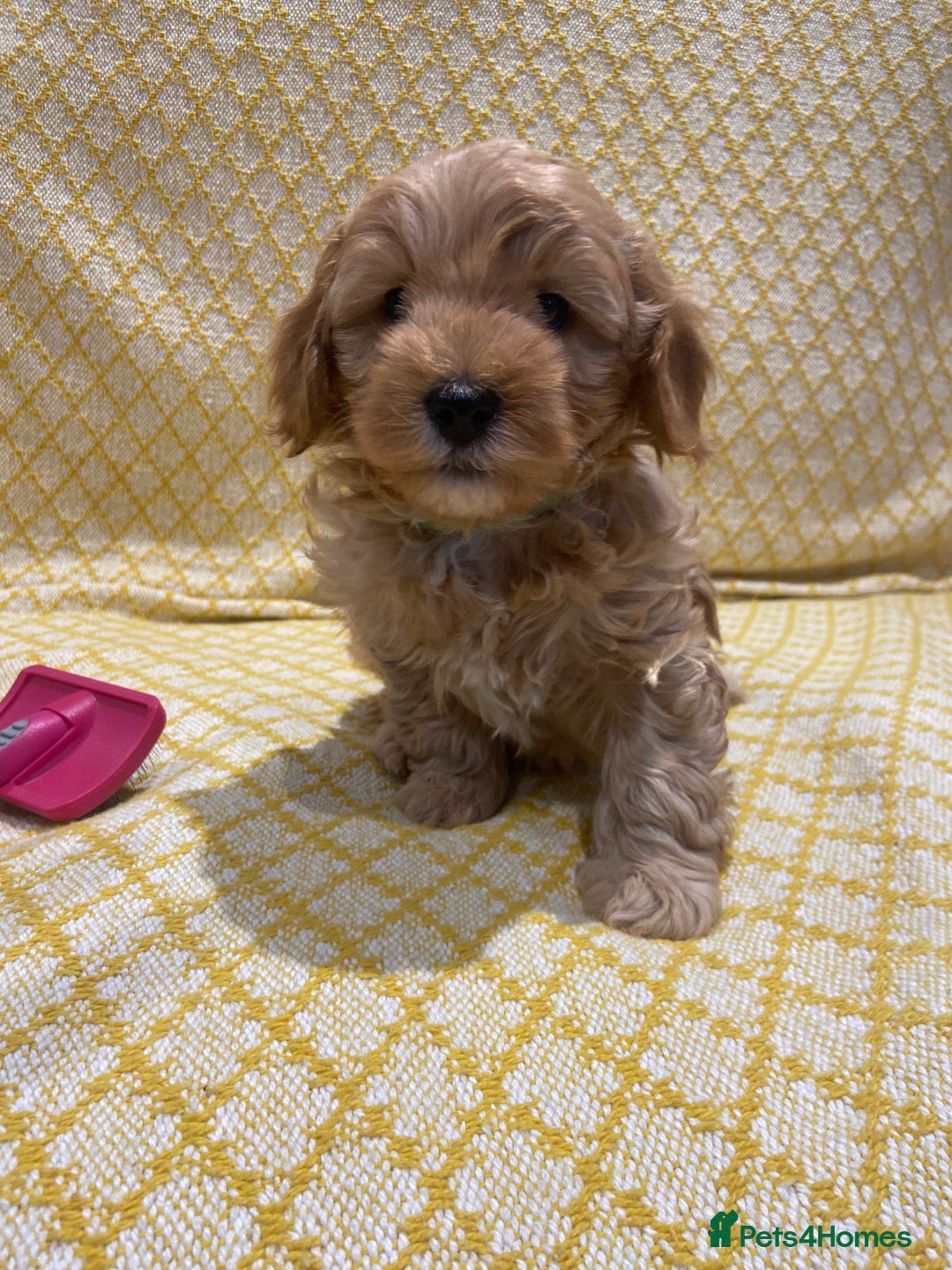 Maltipoo dogs for sale: 💖BEAUTIFUL LICENSED-BRED MALTIPOOS 💖 - Image 10