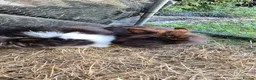 Mixed Breed rabbits for sale: Mixed breed lionheads 2 females  - Advert 5