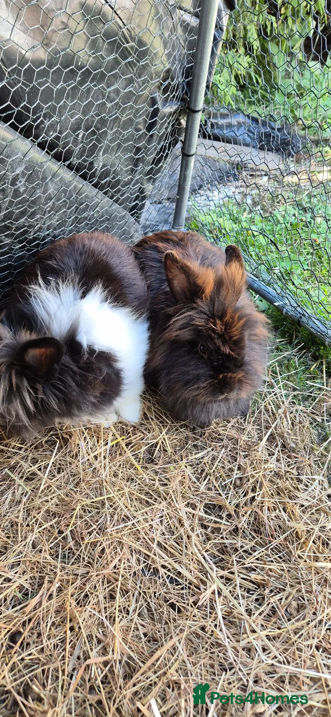 Mixed Breed rabbits for sale: Mixed breed lionheads 2 females  - Advert 5