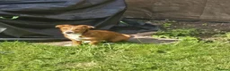 Mixed Breed dogs for adoption: Meet Lea, currently residing in Buckinghamshire  in Slough - Advert 6