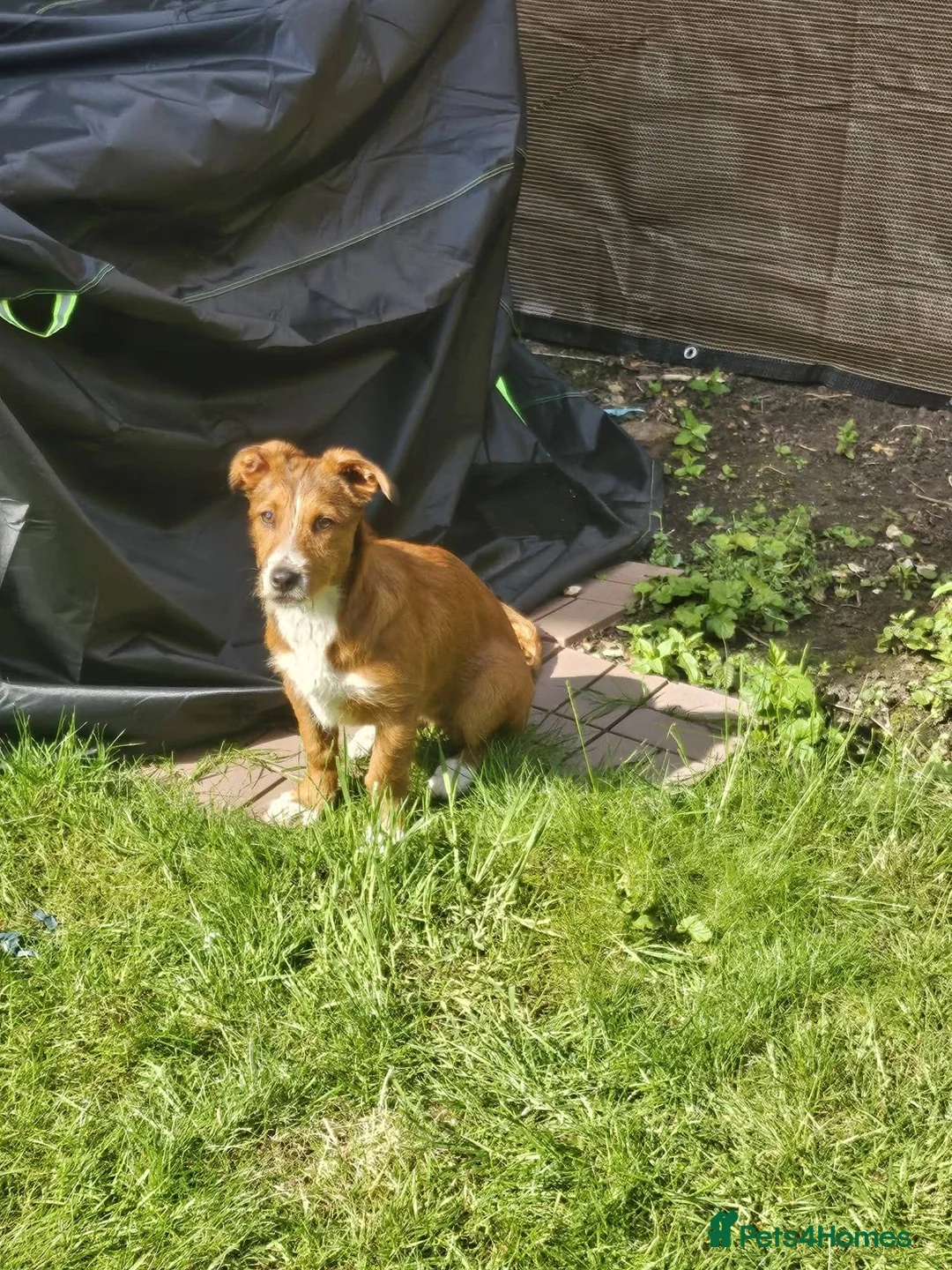 Mixed Breed dogs for adoption: Meet Lea, currently residing in Buckinghamshire  in Slough - Advert 6