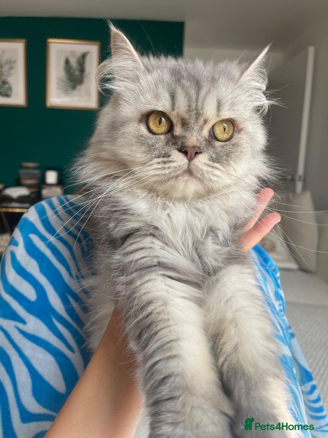 Persian cats for sale: Persian Cats  - Advert 1