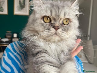 Persian cats Persian Cats - Advert 12