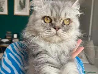 Persian cats Persian Cats - Advert 7
