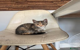 Mixed Breed cats for sale: 3 female kittens for sale - Image 7