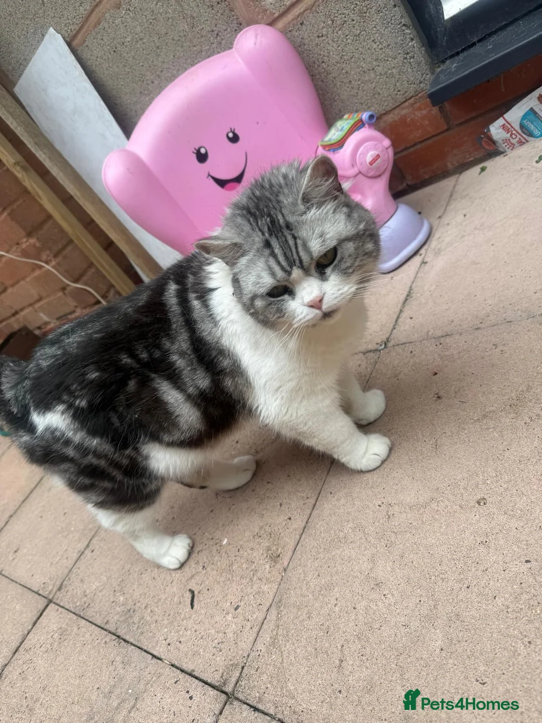 British Shorthair cats for sale: Beautiful Pair of British Shorthair Cats - Advert 2
