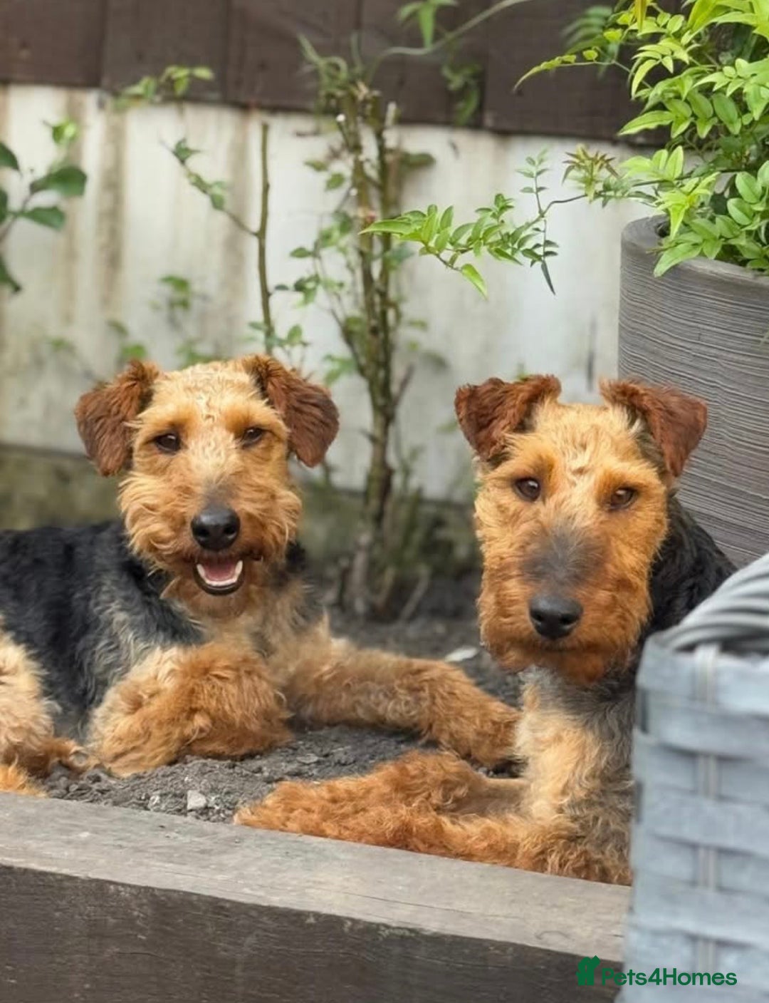 Welsh Terrier dogs for adoption: Sweet Charlie looking for LOVE - Image 8