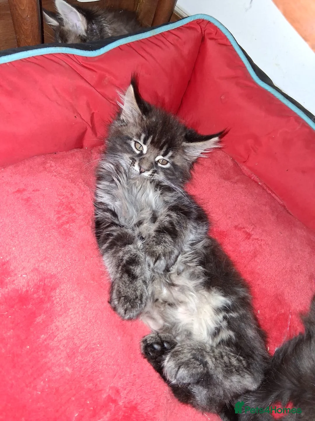 Maine Coon cats for sale: Pedigree Maine Coon xl - Advert 2