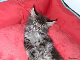 Maine Coon cats Pedigree Maine Coon xl - Advert 17