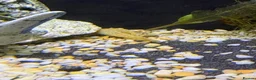 Barbs fish for sale: Full tank and set up for sale Everything included  - Advert 8