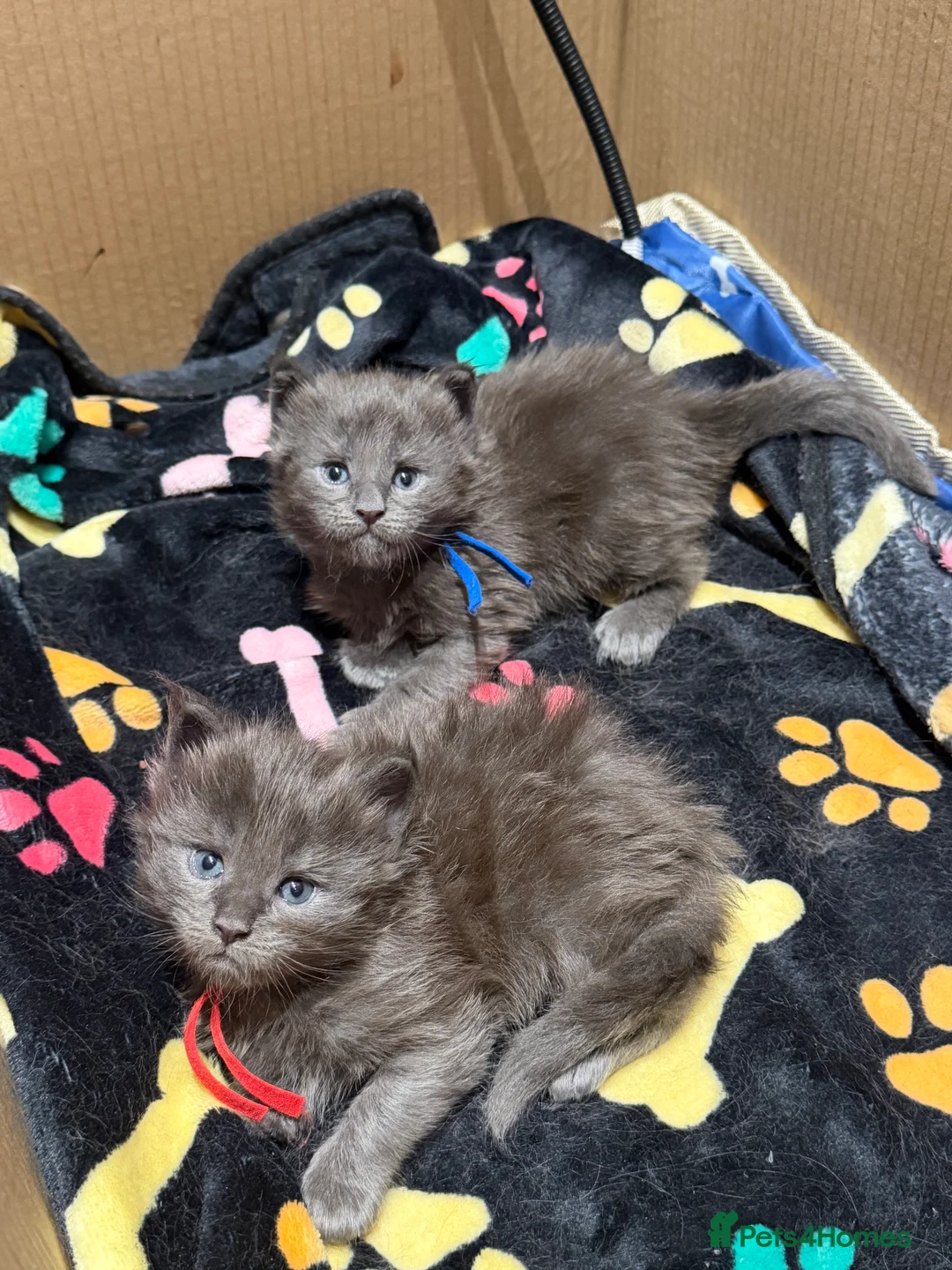 Maine Coon cats for sale: XXL MAINECOON MALE KITTENS  - Advert 9