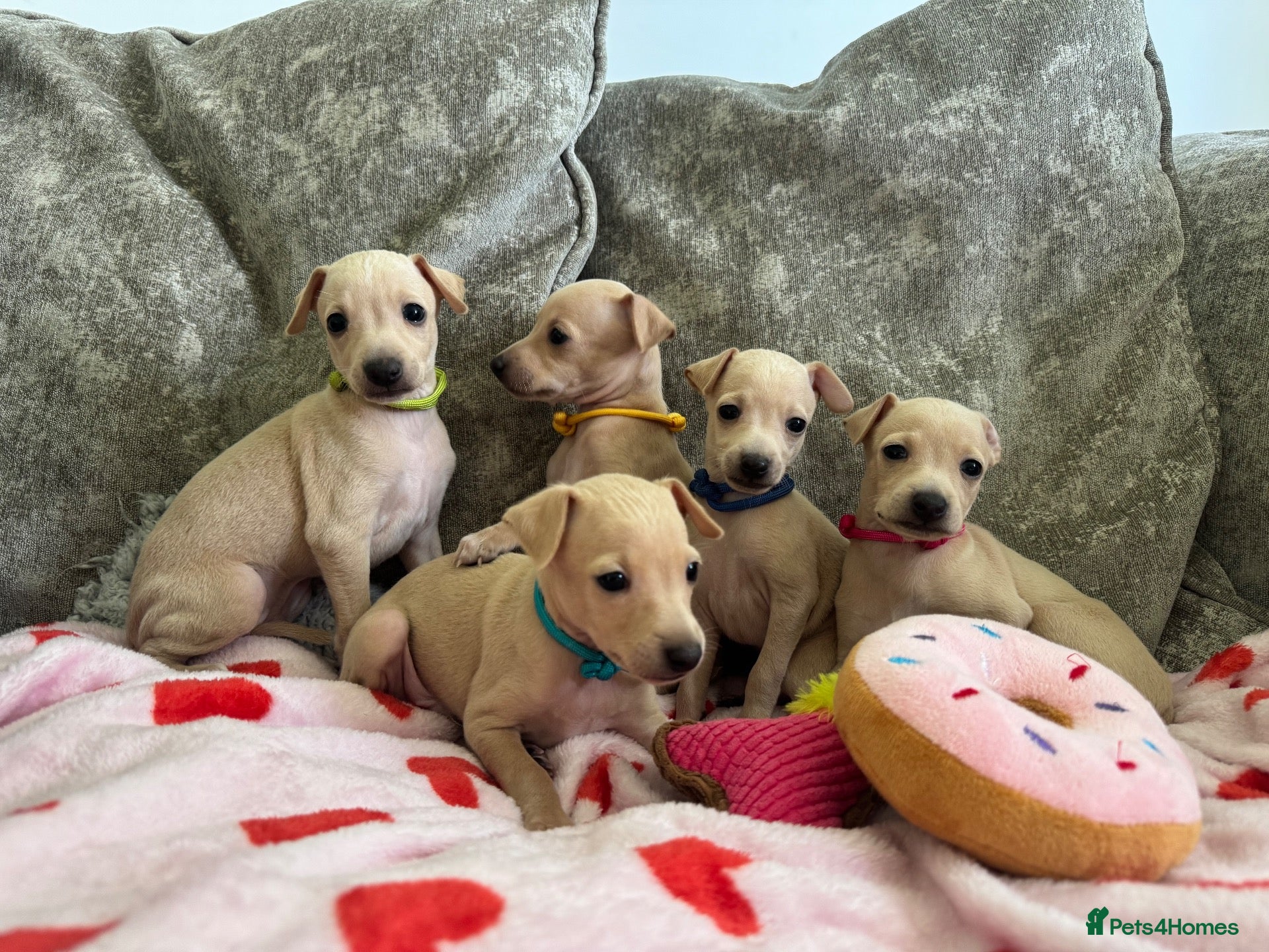 Italian Greyhound dogs 🏡 Italian greyhound puppies ready soon 🏡 - Advert 12