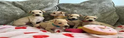 Italian Greyhound dogs for sale: 🏡 Italian greyhound puppies ready soon 🏡 - Advert 1