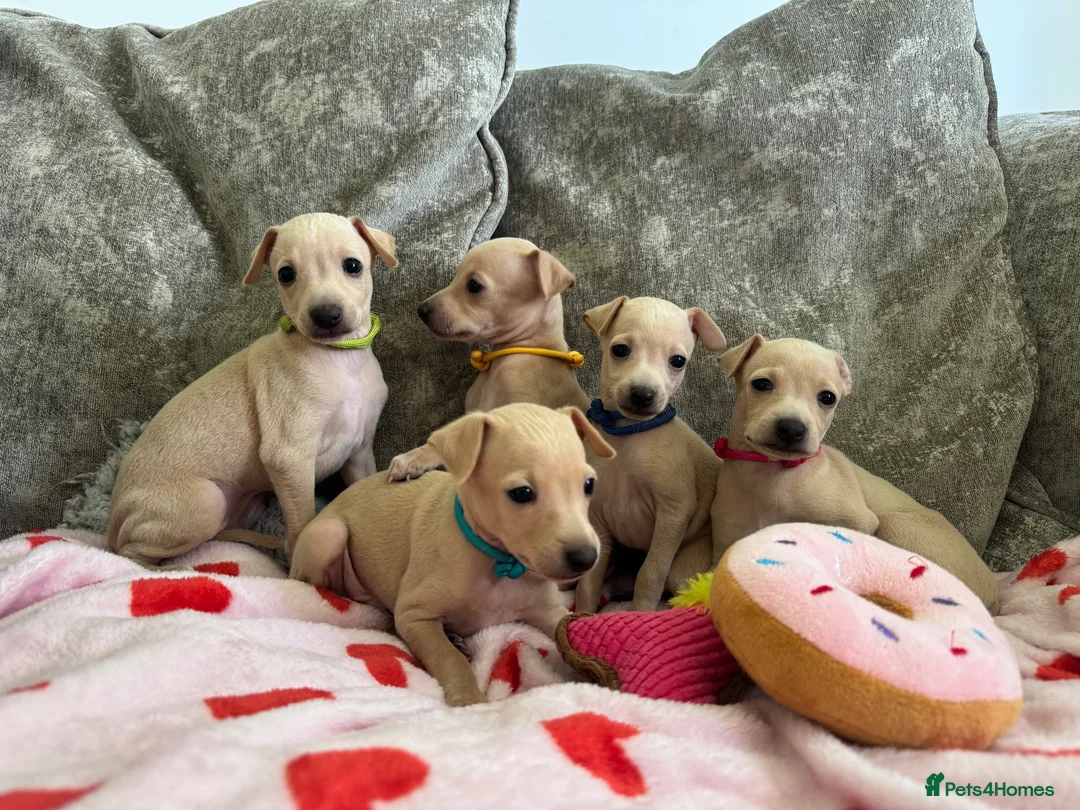 Italian Greyhound dogs for sale: 🏡 Italian greyhound puppies ready soon 🏡 - Advert 1