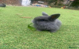 Mini Lop rabbits for sale: Beautiful mini lop bunnies 😍🐰 - Image 8