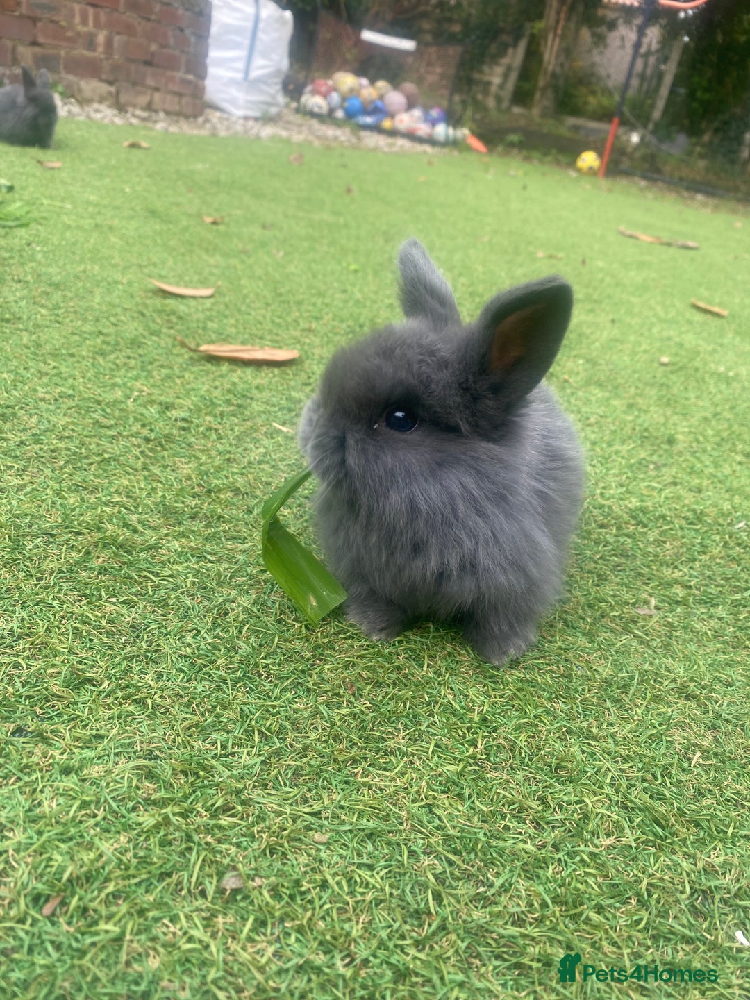 Mini Lop rabbits for sale: Beautiful mini lop bunnies 😍🐰 - Image 8