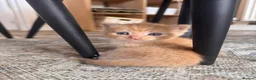 Mixed Breed cats for sale: ginger kittens  in Hailsham - Advert 7