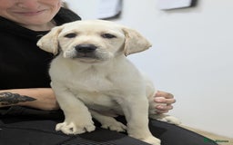 Labrador Retriever dogs for sale: 2 Trained Labradors for Sale  - Image 4