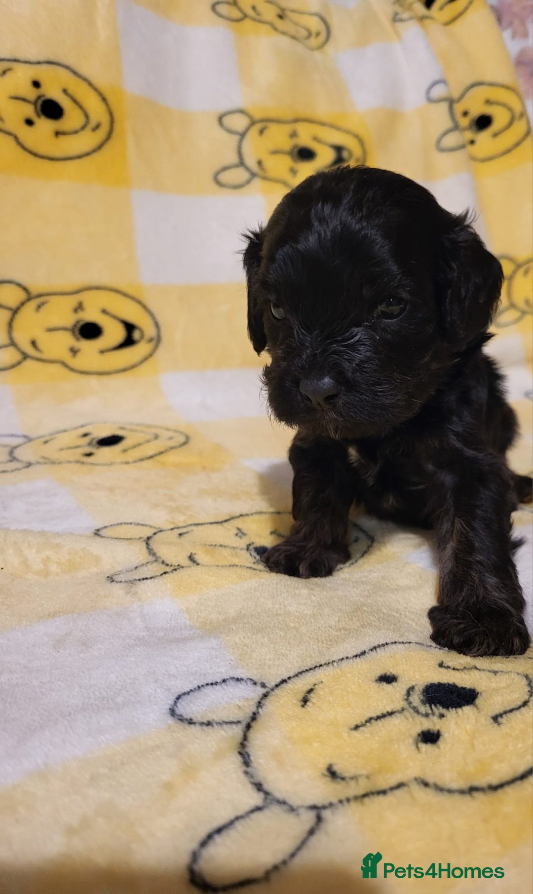 Cavapoo dogs for sale: Cavapoo - Advert 12