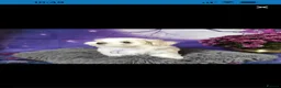 Maltese dogs for sale: Maltese - Advert 10