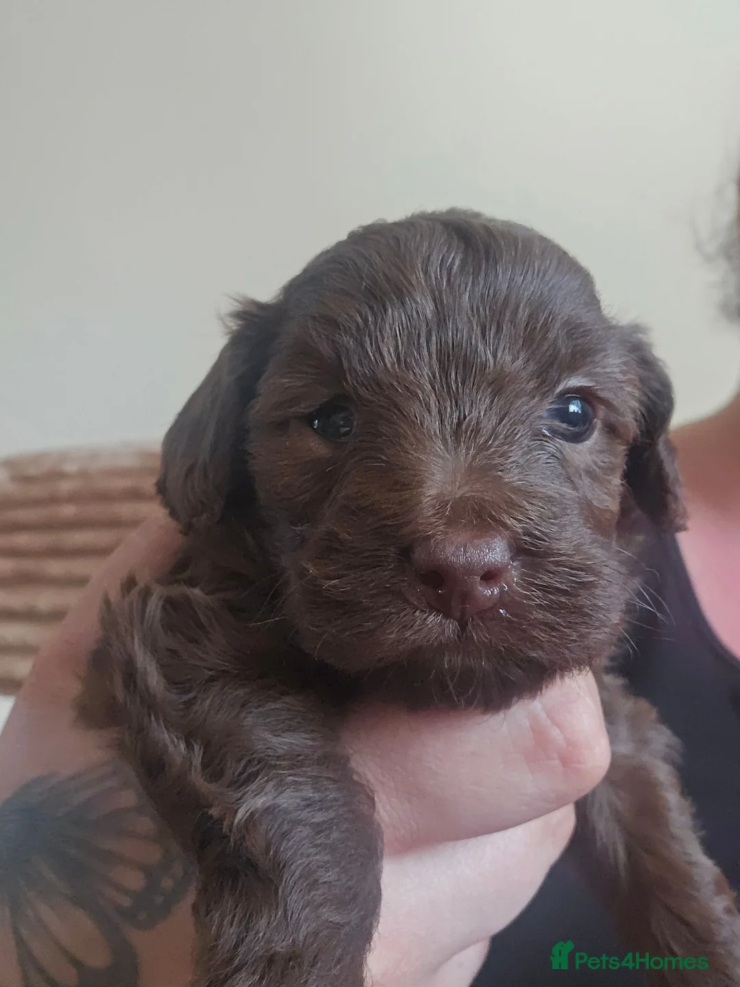Cockapoo dogs for sale: £1150 - Advert 6
