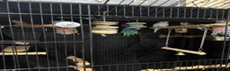 Budgerigars birds for sale: 2 male young budgies for sale  - Advert 5
