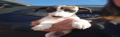Mixed Breed 4