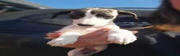 Mixed Breed dogs for sale: Whippet cross greyhound  - Advert 3