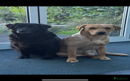 Labrador Retriever dogs for sale: Black lab puppies for sale - Image 8
