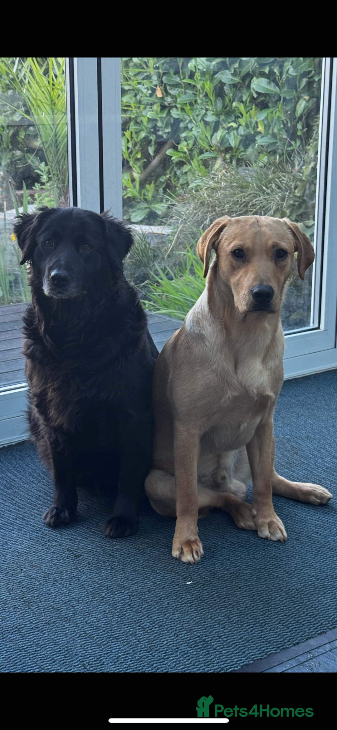 Labrador Retriever dogs for sale: Black lab puppies for sale - Image 8