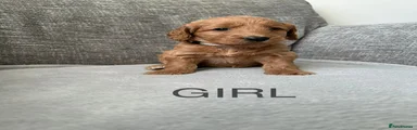 Cockapoo 7