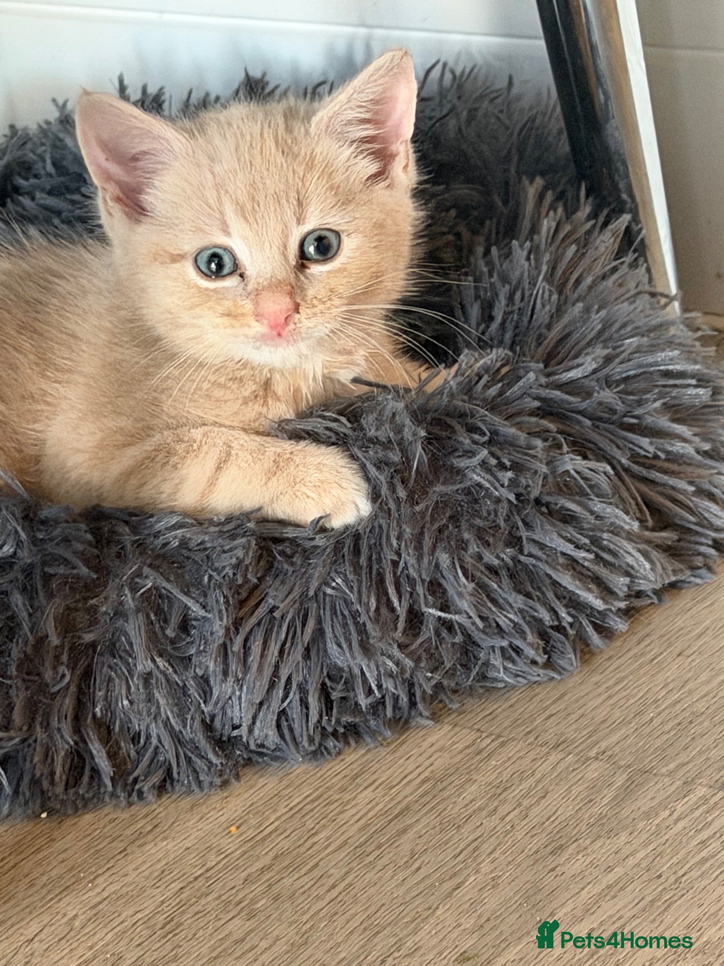 British Shorthair cats Two kittens for sale  - Advert 2