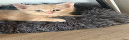 British Shorthair cats for sale: Two kittens for sale  - Advert 2