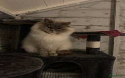 Ragdoll cats for sale: Ragdoll kittens  - Image 31