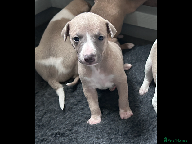 Whippet dogs - Advert 1