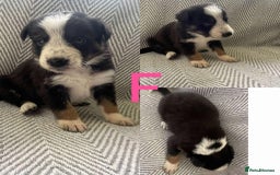 Border Collie dogs for sale: Border collie pups - Image 1
